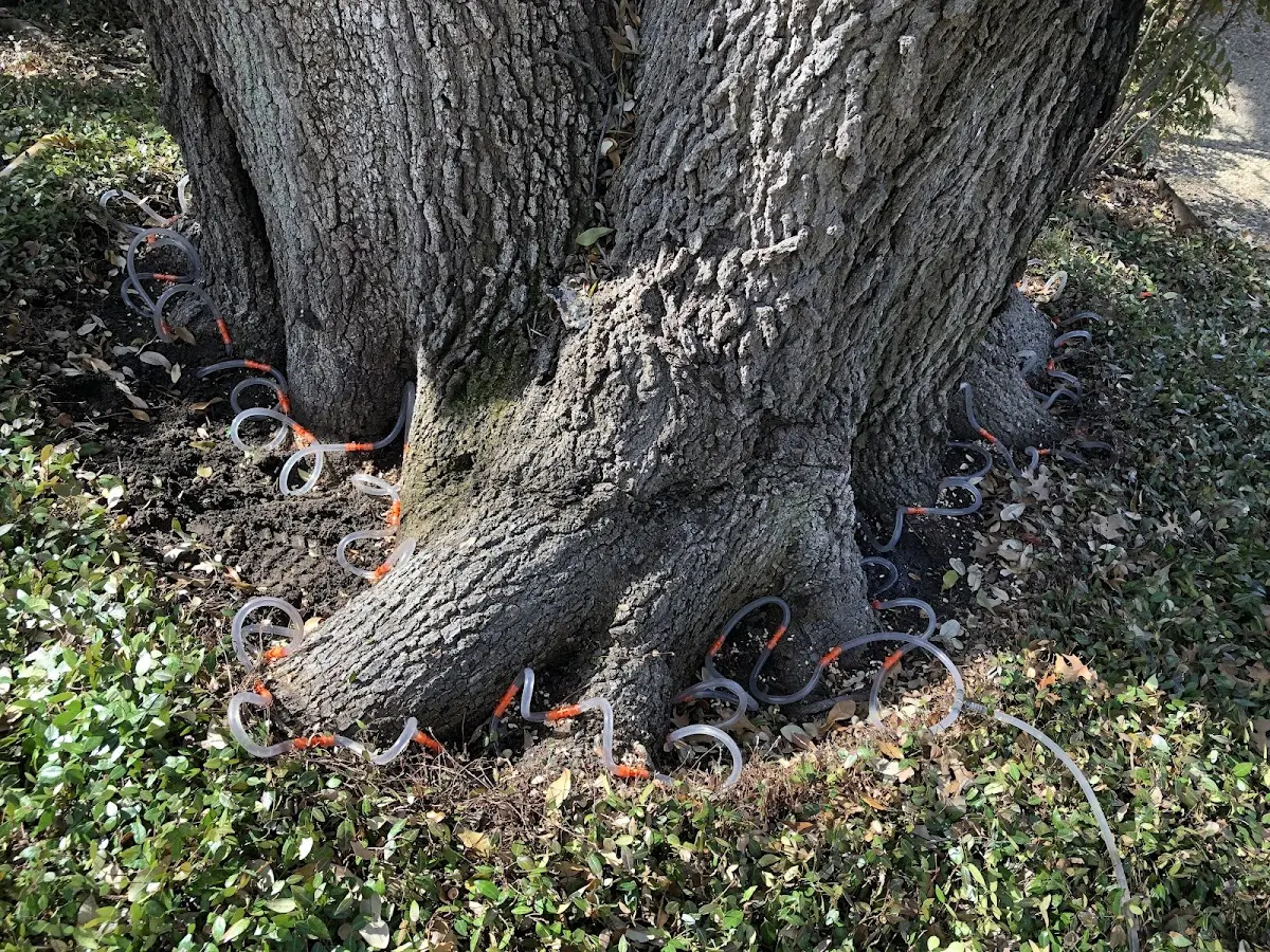 Detailed Tree Cabling and Bracing job site in West Fargo
