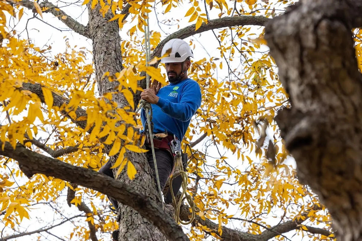 Skilled Tree Pruning crew working in West Fargo